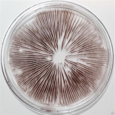 Within 24 hours, <b>spores</b> will have fallen onto the paper in a unique pattern. . Psilocybe semilanceata spore print